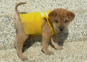 沙皮狗不能吃的東西有哪些 中國沙皮犬不能吃食物大全