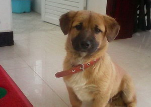 奇努克犬怎么洗澡 奇努克犬洗澡注意事項