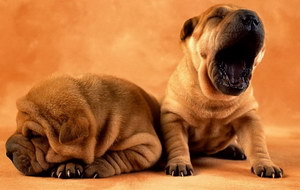 沙皮狗怎么美容護理 中國沙皮犬美容護理方法