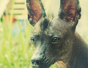 墨西哥無毛犬好養嗎 墨西哥無毛犬打理喂養