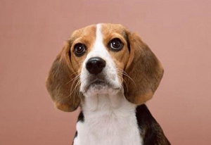 美國獵狐犬性格怎么樣 美國獵狐犬性格特點介紹