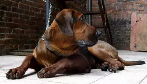 普羅特獵犬指甲剪出血處理方法