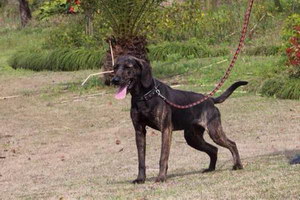 普羅特獵犬耳朵怎么清潔 普羅特獵犬耳朵清理技巧