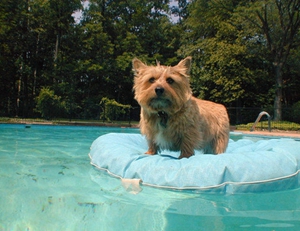 羅威士梗牙齒怎么護(hù)理 羅威士梗牙齒護(hù)理技巧