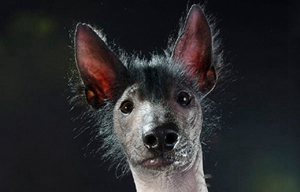 墨西哥無毛犬每天喂幾次 成年墨西哥無毛犬喂食一天兩次