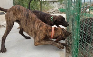 普羅特獵犬牙齒怎么清潔 普羅特獵犬牙齒護理方法