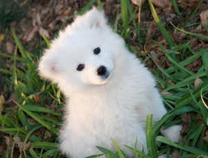 愛斯基摩犬耳朵怎么清潔 愛斯基摩犬耳朵清潔護理方法