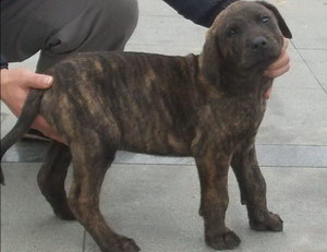 普羅特獵犬怎么養 普羅特獵犬飼養方法