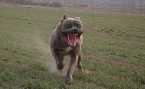 巴西非勒耳朵怎么清潔 巴西非勒犬耳朵清潔護(hù)理方法