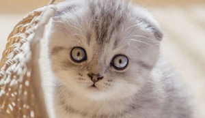 折耳貓怎么繁殖 折耳貓繁殖注意事項