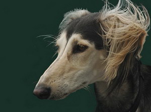 薩路基獵犬怎么養 薩路基獵犬飼養心得