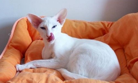 被東方貓抓傷怎么辦 東方貓抓傷處理方式