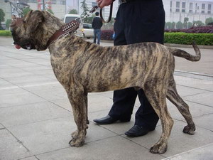 巴西非勒怎么剪指甲 巴西非勒剪指甲步驟