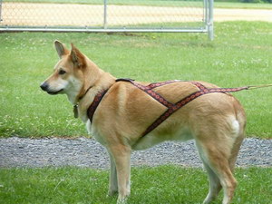 奇努克犬耳朵怎么清潔 奇努克犬耳朵清潔護理方法