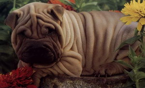 沙皮狗怎么養 中國沙皮犬喂養方法