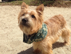 羅威士梗喂什么 羅威士梗喂養(yǎng)要點(diǎn)