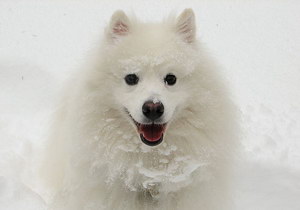 如何給愛斯基摩犬剪指甲 愛斯基摩犬剪指甲步驟