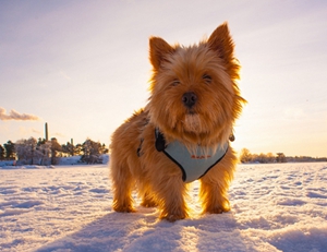 羅威士梗怎么養(yǎng) 羅威士梗飼養(yǎng)知識(shí)