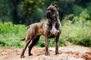 巴西非勒夏季飲食要注意什么 巴西非勒夏天飲食注意事項(xiàng)