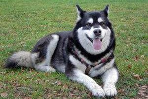 阿拉斯加發情怎么配種