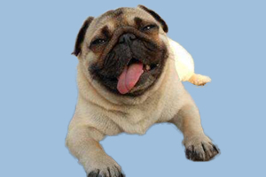 八哥發(fā)情有什么癥狀