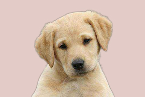 拉布拉多犬發情吃什么