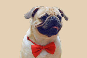 巴哥發情多長時間配種