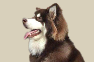 阿拉斯加犬發情癥狀有哪些