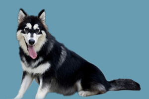 阿拉斯加犬發情怎么辦