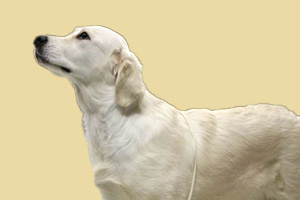 拉布拉多什么時候能配