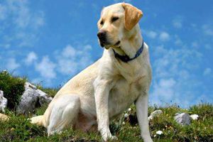 拉布拉多犬發情期持續多久
