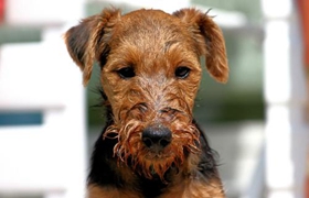 威爾士梗怎么洗澡 威爾士梗洗澡步驟