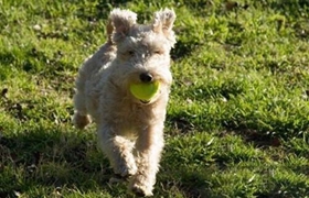 湖畔梗怎么養護 湖畔梗養護知識