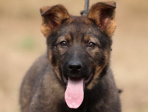 昆明犬吃什么狗糧好 昆明犬狗糧選擇推薦