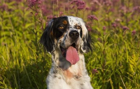 英格蘭雪達(dá)犬毛發(fā)怎么修剪 英國雪達(dá)犬護(hù)理方法