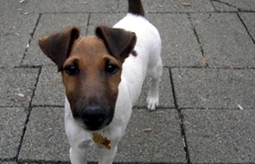 短毛獵狐梗怎么美容 短毛獵狐梗美容方法