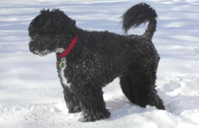 葡萄牙水犬吃什么好 葡萄牙水犬喂食要點