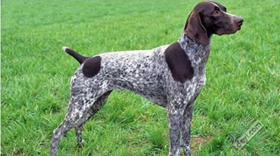 德國硬毛波音達怎么飼養(yǎng) 德國硬毛波音達飼養(yǎng)方法