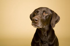 怎么給德國硬毛波音達剪指甲