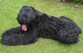 黑俄羅斯梗怎么護理 日常養(yǎng)護注意事項