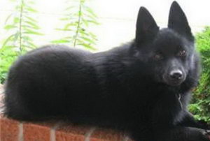 西帕基犬怎么養 西帕基犬飼養方法