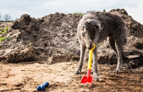 蘇格蘭獵鹿犬好養嗎 蘇格蘭獵鹿犬喂養注意事項