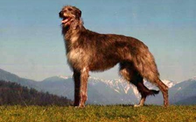 蘇格蘭獵鹿犬怎么養 蘇格蘭獵鹿犬飼養要點