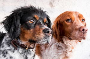 布列塔尼犬耳朵怎么清潔 布列塔尼犬耳朵清潔護理流程