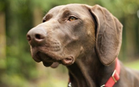 德國硬毛波音達怎么洗澡 洗澡方法介紹