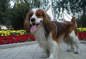 騎士查理王小獵犬牙齒怎么清潔護理方法