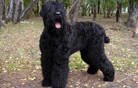 黑俄羅斯梗怎么養(yǎng) 黑俄羅斯梗飼養(yǎng)知識