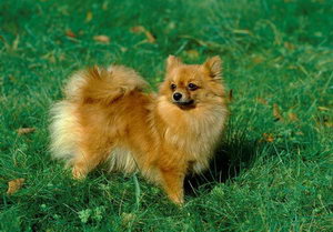 芬蘭波美拉尼亞絲毛狗怎么洗澡 芬蘭狐貍犬洗澡流程