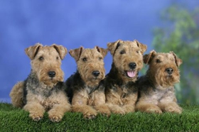 威爾士梗好養嗎 威爾士梗飼養技巧