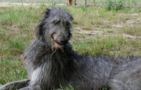 蘇格蘭獵鹿犬毛發(fā)怎么護(hù)理 毛發(fā)日常護(hù)理方法